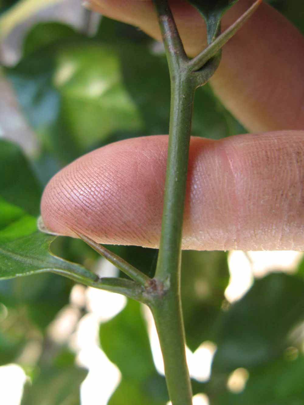              First year twig (Winter Haven, FL)       